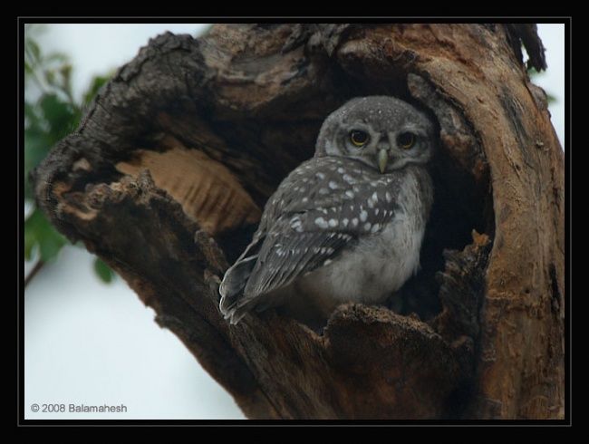 Fotografia intitolato "Spotted Owl" da Balamahesh P, Opera d'arte originale