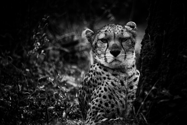 Photography titled "Guépard" by Olivier Barau, Original Artwork, Digital Photography