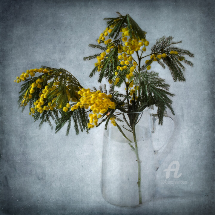 Photography titled "Mimosa" by Barbara Corvino, Original Artwork, Digital Photography
