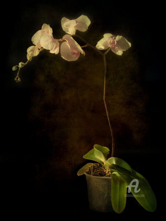 Fotografia intitolato "Orchid" da Barbara Corvino, Opera d'arte originale, Fotografia digitale