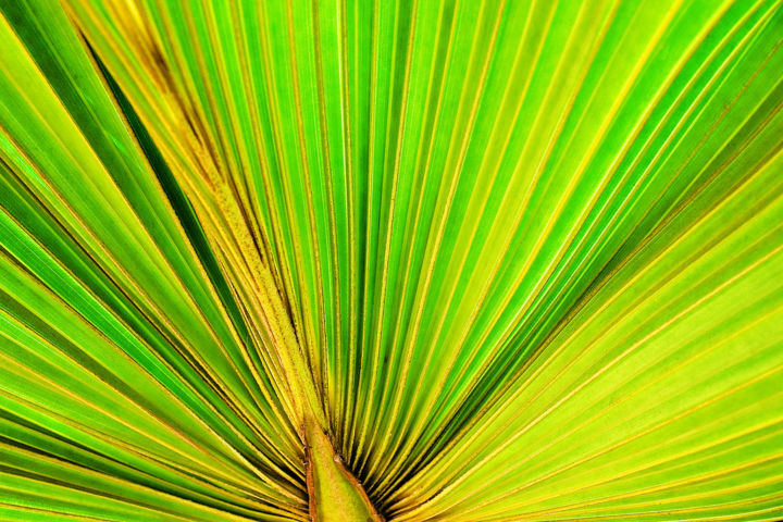 Fotografie getiteld "palmeira-5.jpg" door José Carlos Barbo, Origineel Kunstwerk