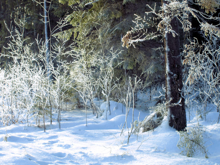 Fotografía titulada "cold silence" por Barrywking, Obra de arte original