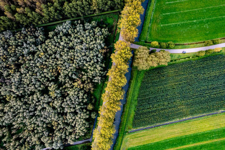 Fotografie getiteld "Boomrij vol herfstk…" door Bart Stoutjesdijk, Origineel Kunstwerk, Digitale fotografie