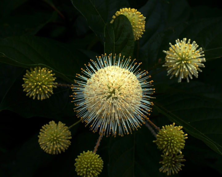 Fotografia zatytułowany „Button Bush” autorstwa Bavosi Photoart, Oryginalna praca, Fotografia cyfrowa