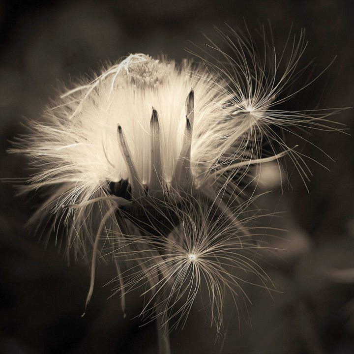 Photography titled "Dandelion Seed Head" by Bavosi Photoart, Original Artwork, Digital Photography