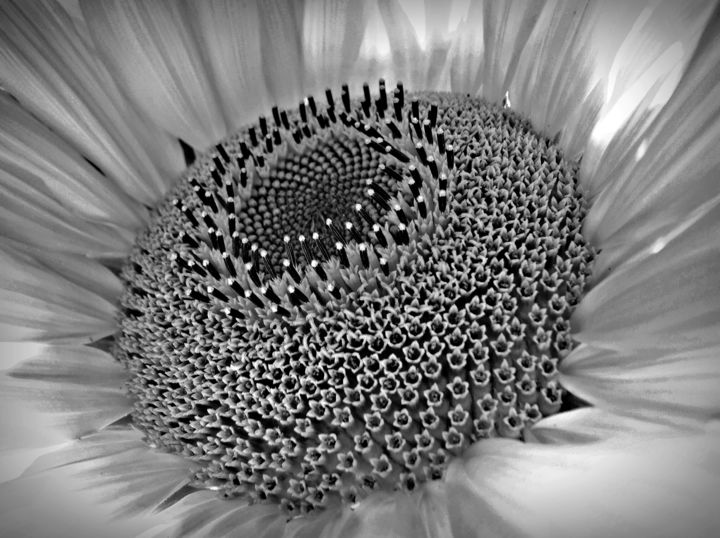 Photography titled "Sunflower in Black…" by Bavosi Photoart, Original Artwork, Digital Photography