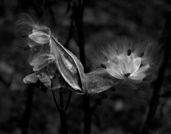 Photography titled "Milkweed" by Bavosi Photoart, Original Artwork, Digital Photography