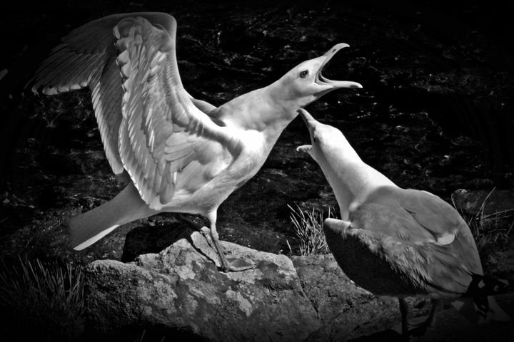 Photography titled "Maine Herring Gulls" by Bavosi Photoart, Original Artwork, Digital Photography