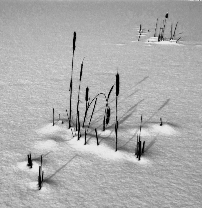 Photography titled "Cattails In Winter" by Bavosi Photoart, Original Artwork, Digital Photography