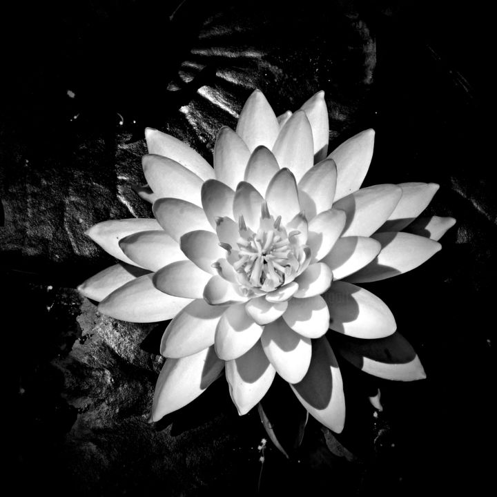 Photography titled "Water Lily Bloom" by Bavosi Photoart, Original Artwork, Digital Photography