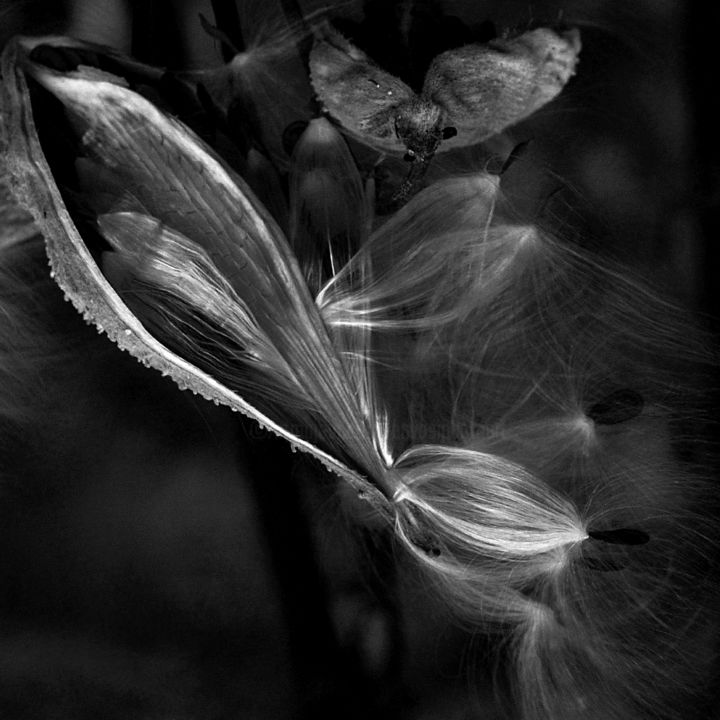 Photography titled "Milkweed IV" by Bavosi Photoart, Original Artwork, Digital Photography