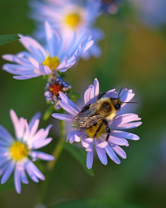 Photography titled "Bee on Aster" by Bavosi Photoart, Original Artwork, Digital Photography