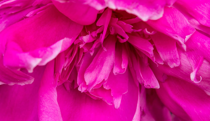 Photographie intitulée "Peony Blossom" par Nathan Bickel, Œuvre d'art originale, Photographie numérique