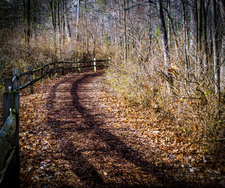 Photography titled "The Woods Road" by Nathan Bickel, Original Artwork, Digital Photography