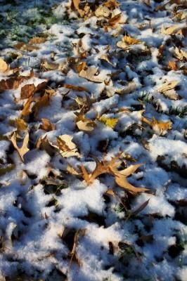 Photographie intitulée "Autumn and Winter C…" par Bethany Davis, Œuvre d'art originale