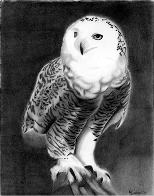 Drawing titled "Snow Owl" by Bill Doebler, Original Artwork