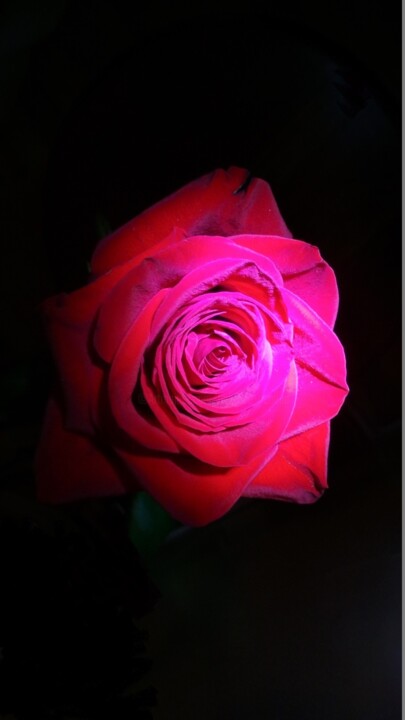 Photography titled "Night and rose- La…" by Béatrice Marie Penaud, Original Artwork, Digital Photography
