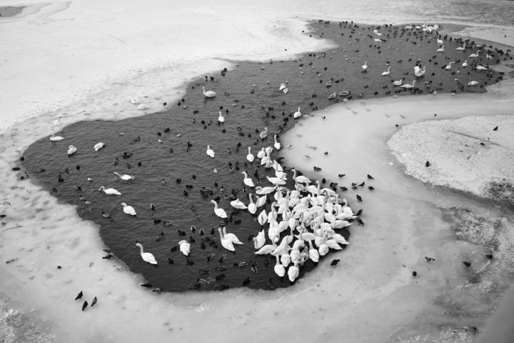 Fotografie getiteld "Birds on Vistula Ri…" door Bee Zee, Origineel Kunstwerk, Digitale fotografie