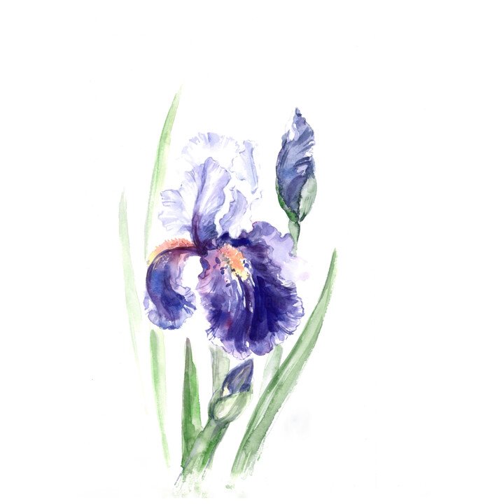Картина под названием "Iris" - Yulia Belasla, Подлинное произведение искусства, Акварель