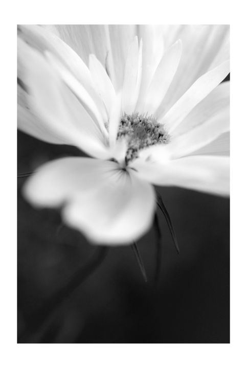 Photographie intitulée "Ouverture Florale" par Belidylle, Œuvre d'art originale, Photographie numérique