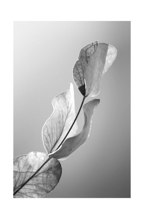Photographie intitulée "Courbes lumineuses" par Belidylle, Œuvre d'art originale, Photographie numérique