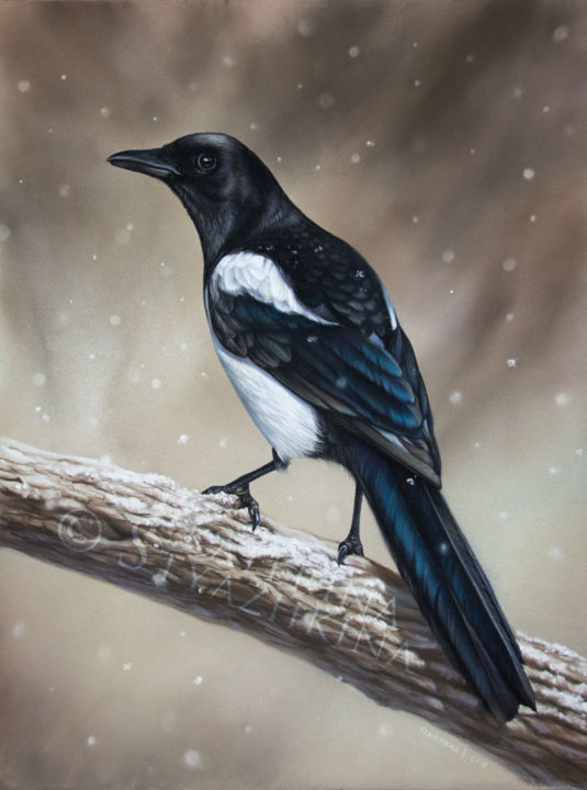 Painting titled "Curious Magpie. Ori…" by Ekaterina Styazhkina, Original Artwork, Pastel