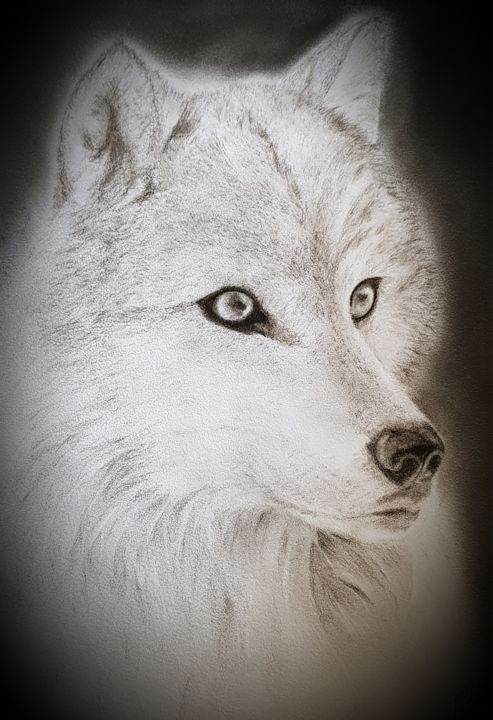 Drawing titled "Loup blanc.jpeg" by Evelyne Belsens, Original Artwork