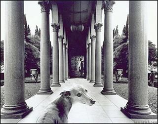 Fotografia intitolato "THE DOG" da Itzhak Ben-Arieh, Opera d'arte originale