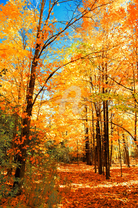 Gold Of Autumn Forest Jpg Photography By Benjamin Artmajeur