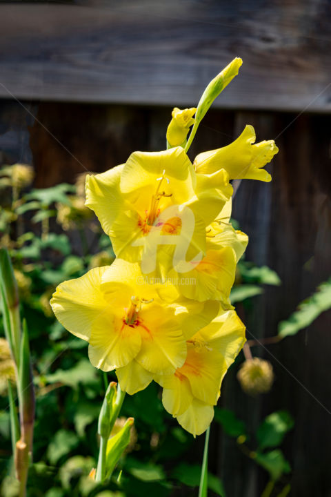 Photographie intitulée "Opened yellow gladi…" par Benjamin, Œuvre d'art originale, Photographie numérique