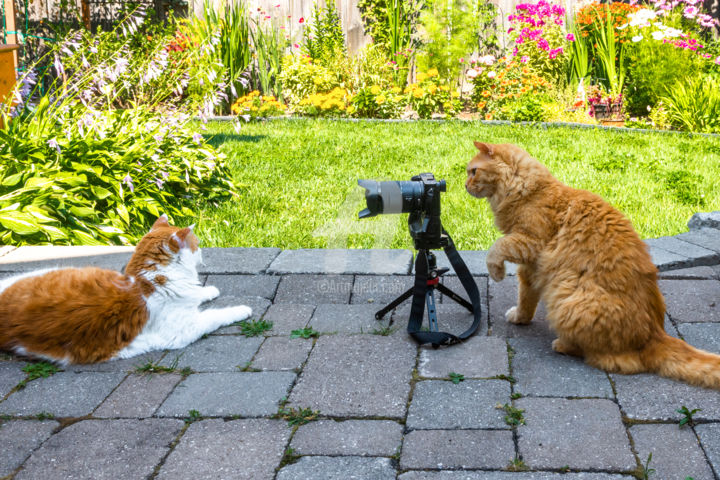 Photographie intitulée "Cats in the backyar…" par Benjamin, Œuvre d'art originale, Photographie numérique