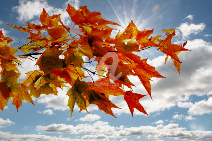 Photographie intitulée "Autumn maple branch…" par Benjamin, Œuvre d'art originale, Photographie numérique