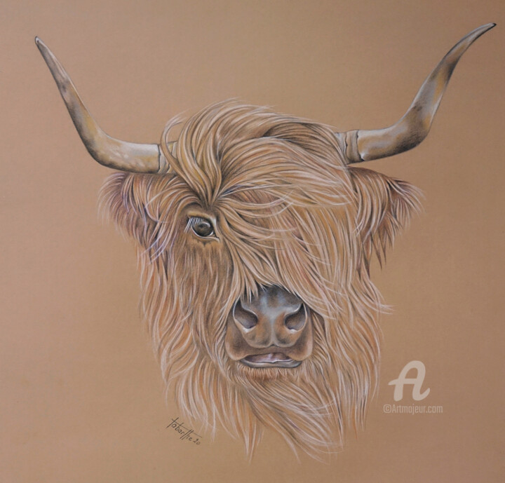 Dessin intitulée "Vache Highland d'Ec…" par Bérengère Labarthe (Lab-Art), Œuvre d'art originale, Crayon