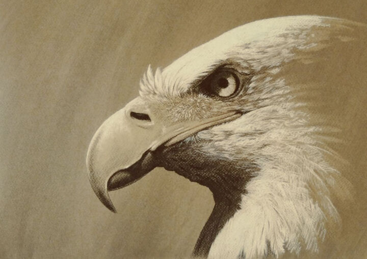 Drawing titled "Eagle" by Beri Vargas, Original Artwork, Charcoal