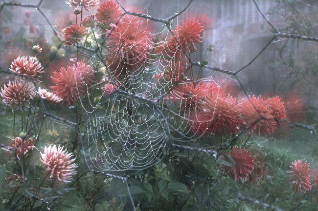 Fotografia intitolato "fleurs sur toile" da Bernard Jacques, Opera d'arte originale