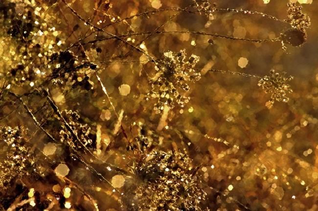 Photographie intitulée "reflets d'or" par Bernard Jacques, Œuvre d'art originale
