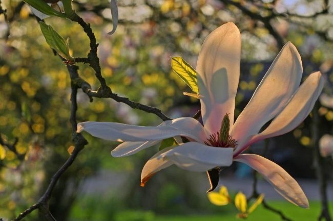 Fotografie getiteld "magnolia 2" door Bernard Jacques, Origineel Kunstwerk