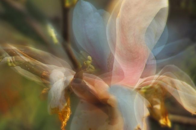 "magnolia 1" başlıklı Fotoğraf Bernard Jacques tarafından, Orijinal sanat