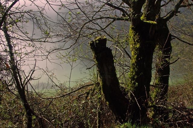 Photography titled "vallée en automne" by Bernard Jacques, Original Artwork