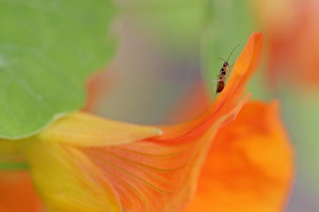 Fotografía titulada "insecte sur capucine" por Bernard Jacques, Obra de arte original