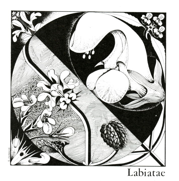 Disegno intitolato "Didactique N/B Labi." da Bernard Domange, Opera d'arte originale