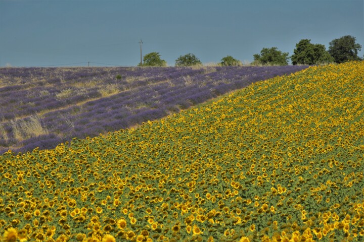 Photography titled "Valensole, lavande…" by Bernard Levy, Original Artwork, Digital Photography