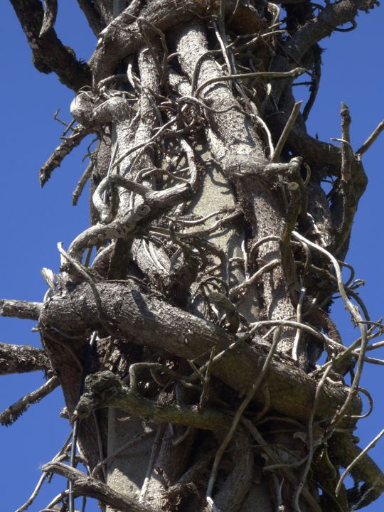 Photographie intitulée "Electrical pole con…" par Bernard Liotier, Œuvre d'art originale