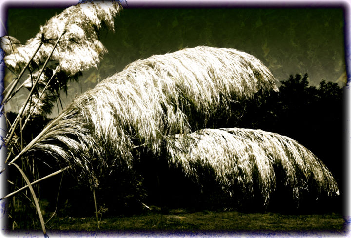 Fotografia intitulada "Pampas grass S00724…" por Bernard Liotier, Obras de arte originais