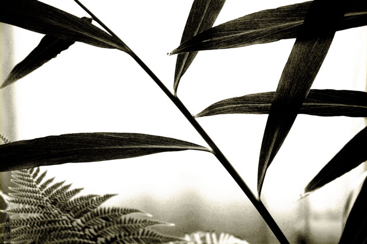 Photographie intitulée "Zingiber leaves  N1…" par Bernard Liotier, Œuvre d'art originale