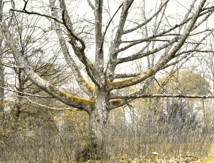 Photography titled "Quercus rubra N0472…" by Bernard Liotier, Original Artwork
