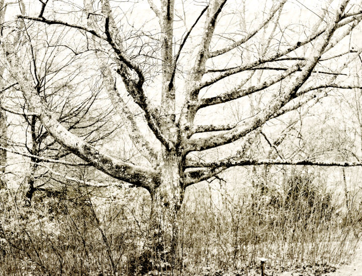 "Quercus rubra N0472…" başlıklı Fotoğraf Bernard Liotier tarafından, Orijinal sanat