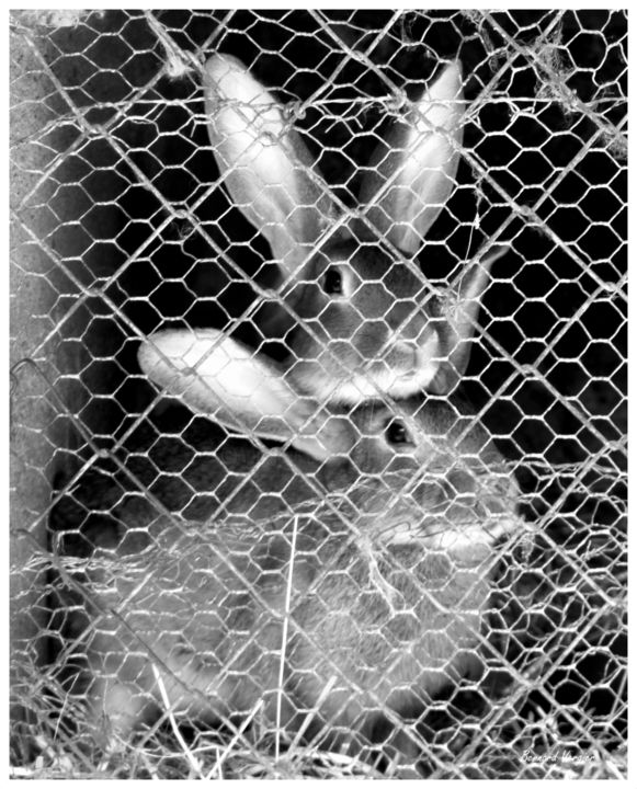 Photography titled "Chaud lapin...(coll…" by Bernard Vergier, Original Artwork