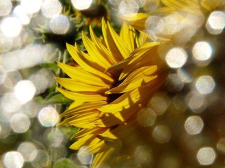 Installation titled "Tournesol" by Alain Bernegger, Original Artwork