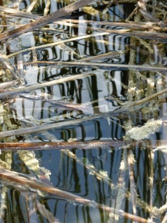 Photography titled "Ecriture de roseaux" by Alain Bernegger, Original Artwork